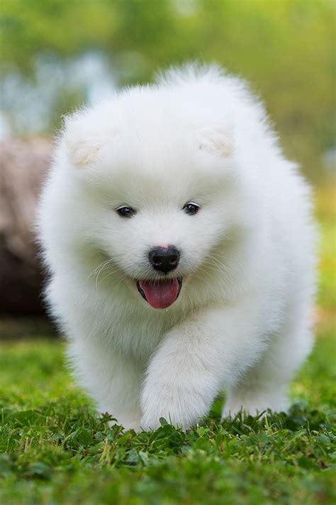 Cute Samoyed Puppy Outdoors 7 Pics With Other Cute Animals Samoyed
