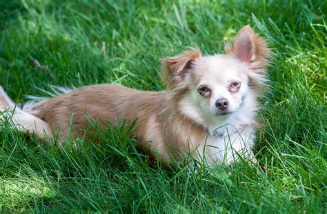 Rascal small male long hair chihuahua x papillon mix in qld these pictures of this page are about:long haired. Chihuahua Mix - Which Of These Cute Dogs Will Win Your Heart?