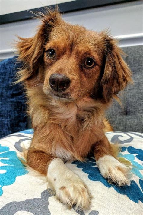 25 best jobs in richmond, va. Chiweenie dog for Adoption in Arlington, VA. ADN-544719 on ...