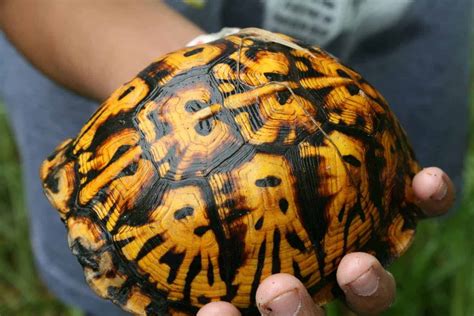 Box turtles can have vibrant colors! eastern box turtle for sale eastern box turtles for sale ...