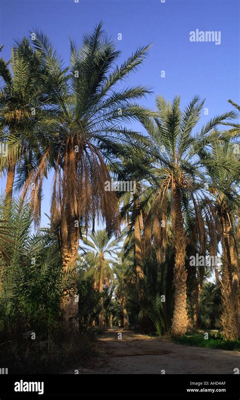 Tunisia Jerid Nefta Jarid Date Palm Trees Growing In The Large Oasis