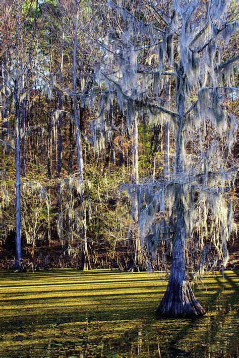Cypress Trees Caddo Lake State Park 5820 Photograph By Keith Johnson