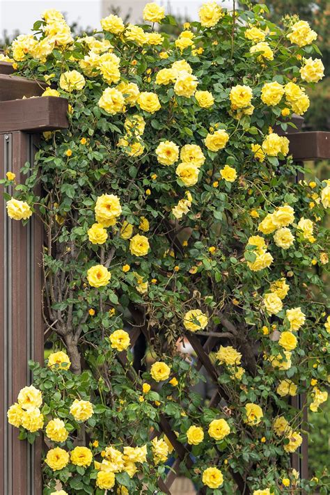 5 Yellow Climbing Rose Rosa Bush Vine Climber Fragrant Butterfly Flower