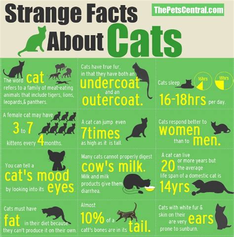 A house cat's genome is 95.6 percent tiger, and they share many behaviors with their jungle ancestors, says layla morgan wilde, a cat behavior child care. Strange Facts About Cats (Graphic) - The Pets Central