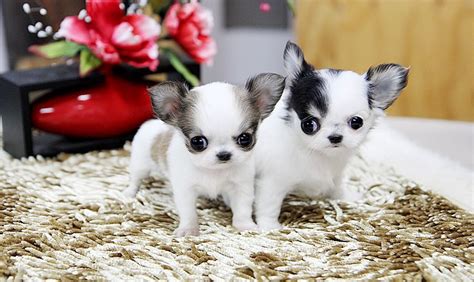 53 Chihuahua Breeders In Tennessee Image Bleumoonproductions