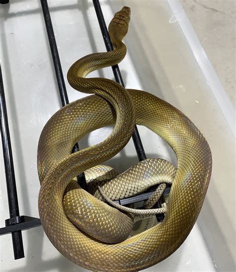 Available Other Reptiles — Zion Hill Exotics