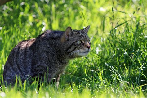 Cat Hunting In Grass Free Stock Photo Public Domain Pictures