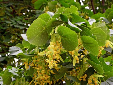Lime Or Linden A Foraging Guide To Its Food Medicine And Other Uses