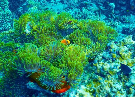 Coral Reef Underwater Background Clown Fish Swimming Near Colorful