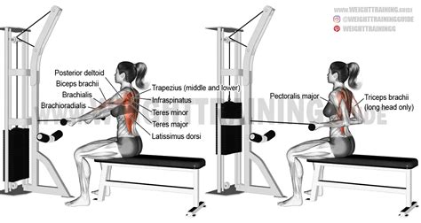 Straight Back Seated Underhand Cable Row Exercise Instructions And Video