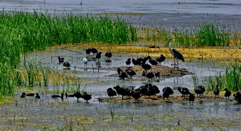 Parcul natural comana, este situat in judetul giurgiu, la aproximativ 30 km de bucuresti. Parcul Natural Comana din Giurgiu | PLANIADA