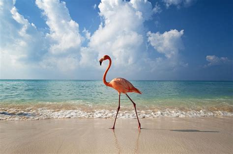 Flamingo Walking Along Beach Photograph By Ian Cumming Fine Art America