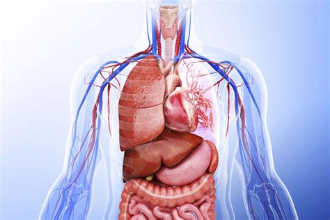 Learn About the Organ Systems in the Human Body
