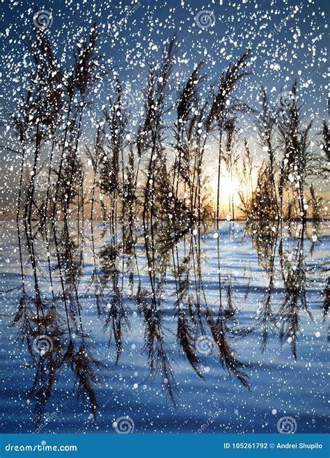 Snowing On The Lake With Reeds At Sunset Stock Photo Image Of