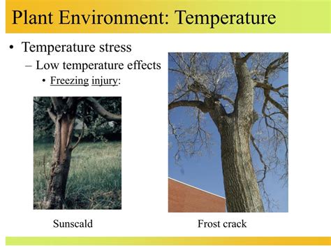 Ppt Plant Environment Temperature Powerpoint Presentation Free