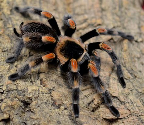 Shipping your mexican fireleg tarantula we charge a flat $44.99 for overnight delivery to your doorstep, regardless of the number of reptiles, amphibians, or inverts you buy. Beginner's Guide to the Mexican Red Knee Tarantula