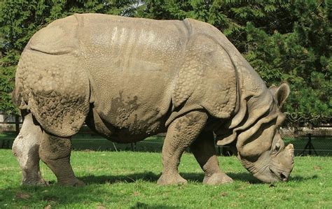 Indian Rhinoceros Animal Facts Rhinoceros Unicornis A Z Animals