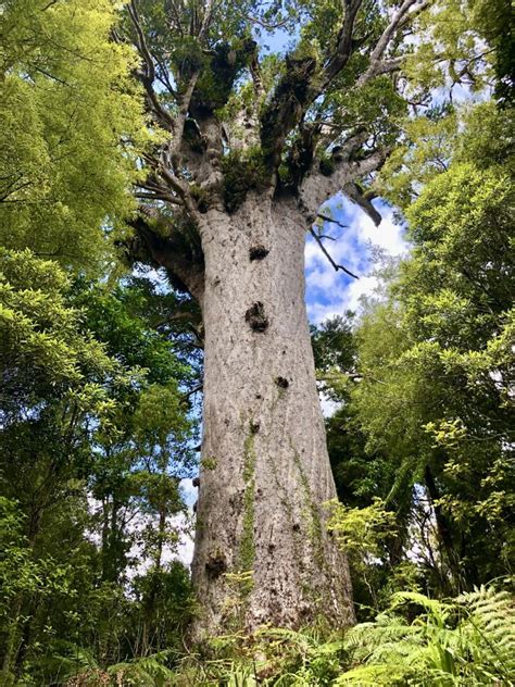 Tāne Mahuta Lord of Forests New Zealand battleface blog