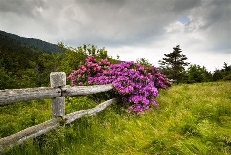 Roan Mountain State Park Rhododendron Flower Bloom Stock Photo Image