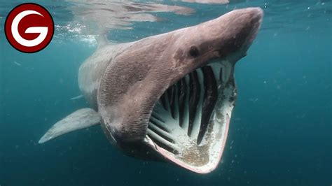 12 Fascinating (and Creepy) Deep Sea Creatures - YouTube