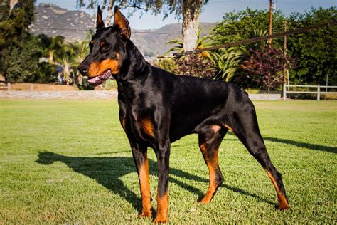 Doberman Pinscher Puppies For Sale Fallbrook Ca 166475