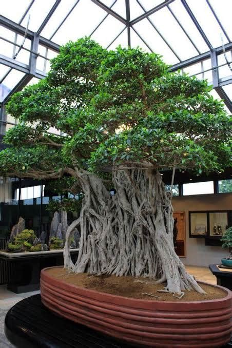 The World S Oldest Bonsai Tree Over Years Old R Absoluteunits