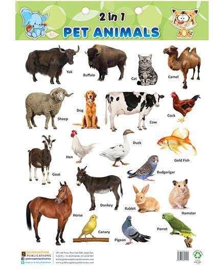 Pet Animals List And Their Uses There Are A Lot Of Animals On Our Planet