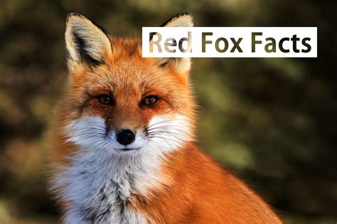 Red Fox 29 Interesting Mighty Red Fox Facts 2018 Pest Wiki