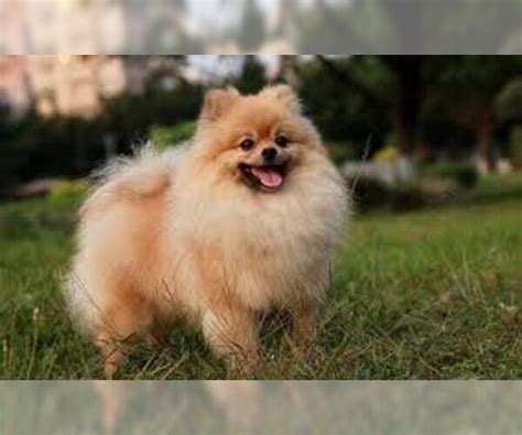 Pomeranian Breed Information And Pictures On