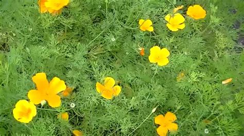 You could also sow them in the fall before the ground freezes. California Poppy - From seedling to seeds. - YouTube
