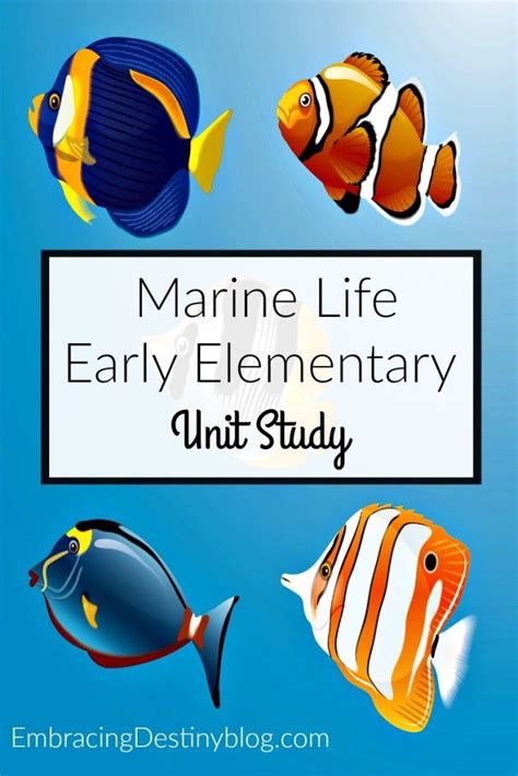 Multisensory Marine Life Unit Study Student Centered