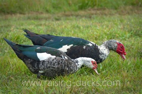 10 Effective Ways To Sex Your Muscovy Duck With Pictures Raising Ducks