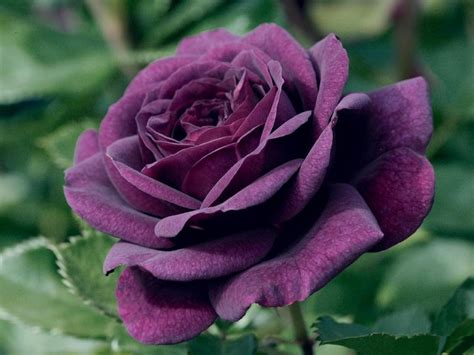 Shop target for artificial flowers & plants you will love at great low prices. Plum colored rose | Rose seeds, Flower seeds, Purple roses