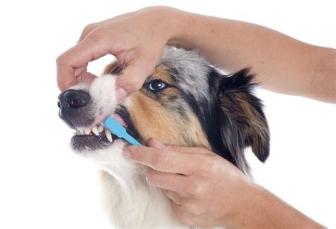 It's easy to forget to clean off loose hair before you bathe your dog, and end up giving him a matted coat. How often should you brush your Dog's Teeth?