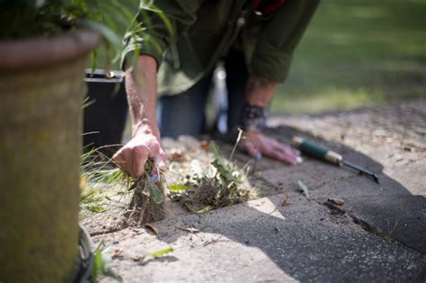 What Is The Solution For Epsom Salt To Kill Weeds Hunker