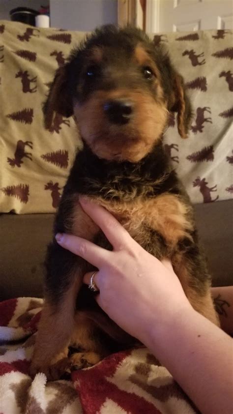 Feel free to browse hundreds of active classified puppy for sale listings, from dog breeders in pa and the surrounding areas. Airedale Terrier Puppies For Sale | Ruffs Dale, PA #273388