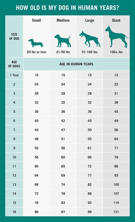 How Old Is Your Pet In Human Years
