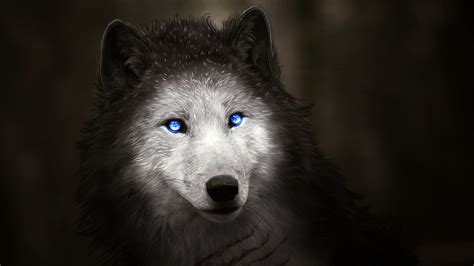 Wolf With Blue Eyes Wallpapers Hd Wallpapers