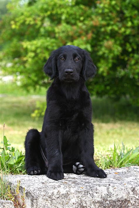 Black Flat Coated Retriever Puppy Sitting On A Stone Photograph By Dog
