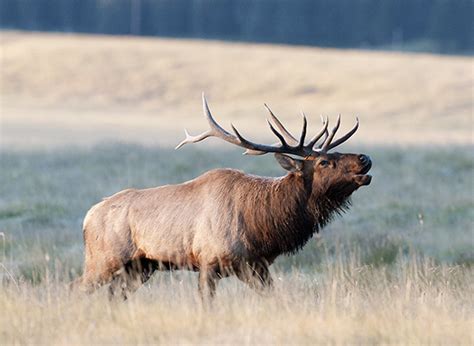 3 Things You Didnt Know About The Elk Of New Mexico Innsbrook Village