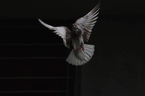 Check spelling or type a new query. Bird Hitting Window Meaning | Birds, Meant to be, Windows