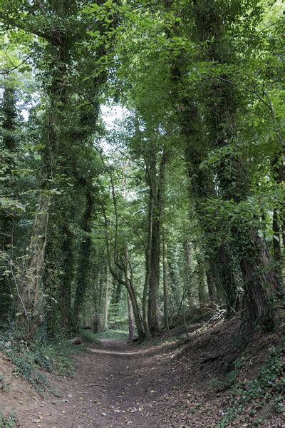Free Stock Photos Rgbstock Free Stock Images Old Forest Path