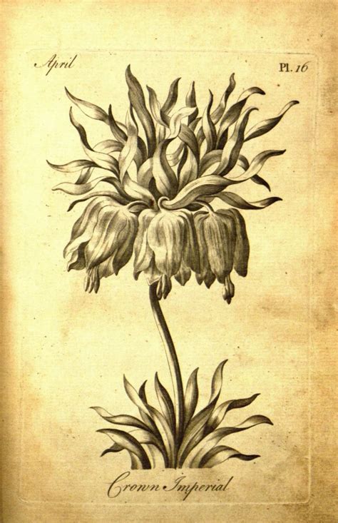 Free coloring sheets to print and download. An 18th-Century Botanical Coloring Book for Adults ...