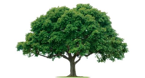 Free Oak Trees Png Download Free Oak Trees Png Png Images Free