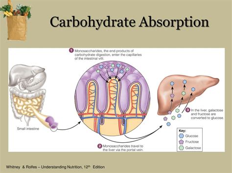 Carbohydrates Diagram