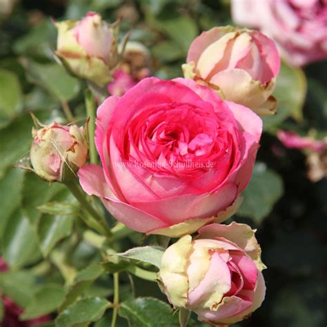 Pink Eden Rose Rosen Online Kaufen Im Rosenhof Schultheis Rosen