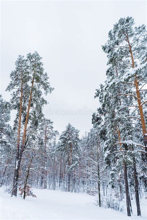 Scenic View Of Beautiful Snow Covered Trees In Winter Stock Image