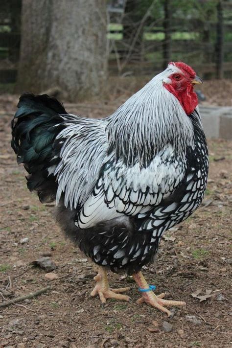 Silver Laced Wyandotte Chickens Backyard Chickens And Roosters