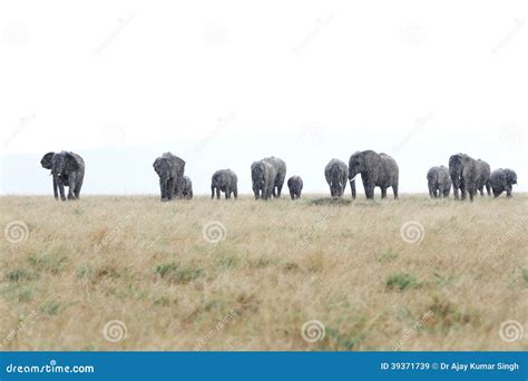 African Elephants In The Savannah During Rain Stock Image Image Of