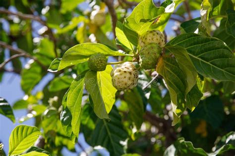 Noni Tree Morinda Citrifolia A Medicinal Fruit With Unique Properties